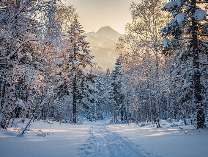 A frozen Forest in hakuba japan