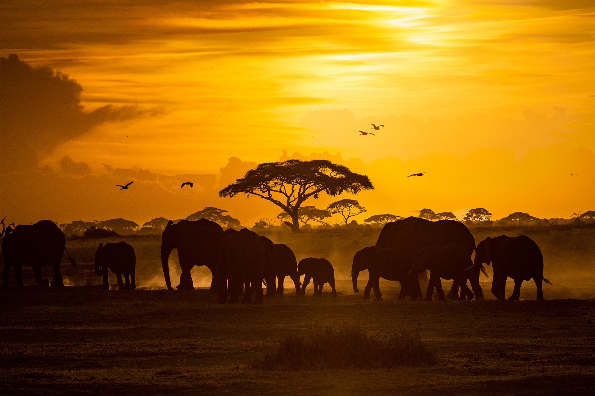 Herd of elephants on the plains in Africa