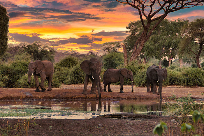 Africa