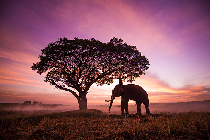 An elephant standing bt a tree