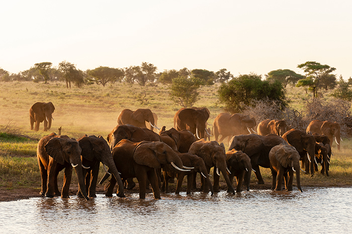 A group of Elephants at a watering hole