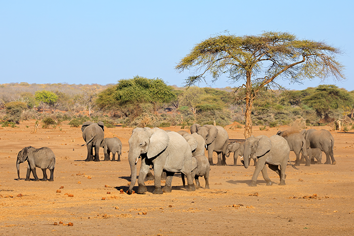 A group of elephants on the plains
