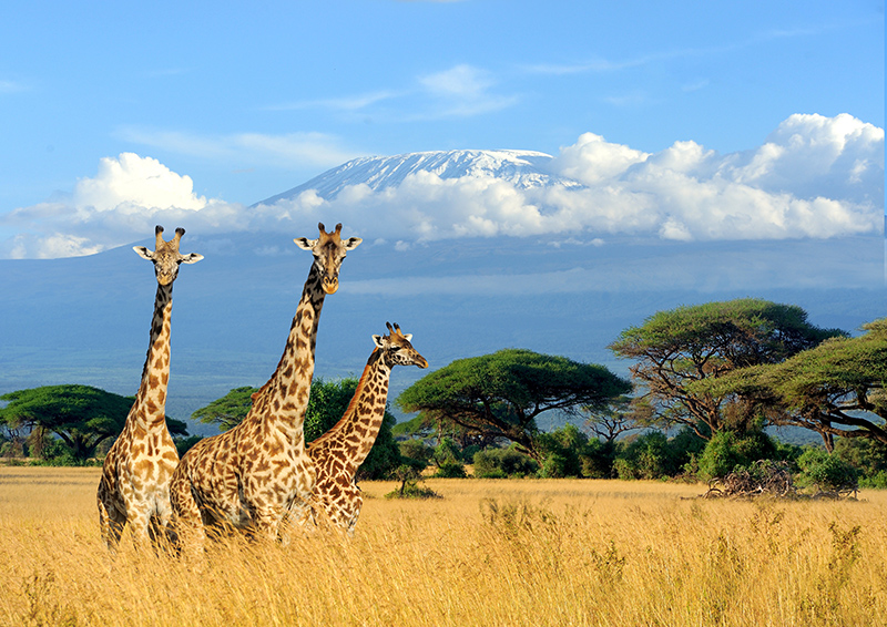 3 giraffes standing on the plains in Africa