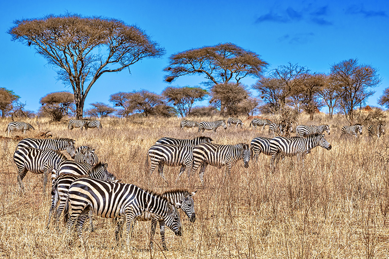 Zebras in a field in Africa