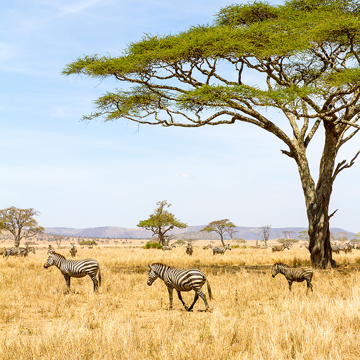 Africa